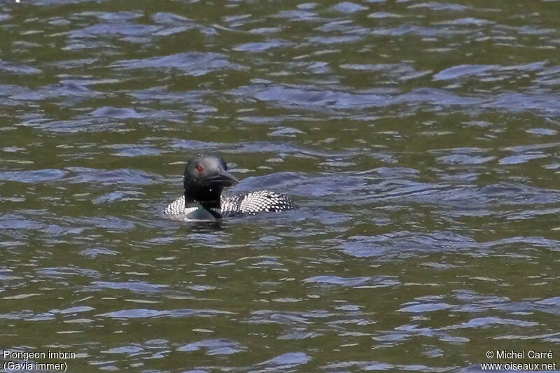 Common Loon