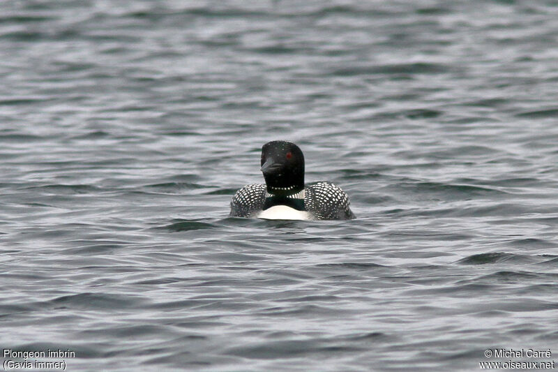 Common Loonadult breeding