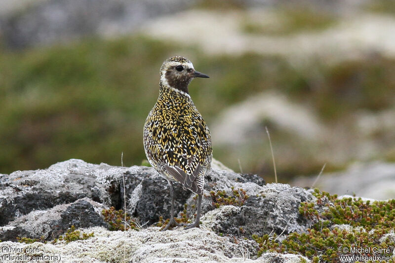 European Golden Ploveradult breeding