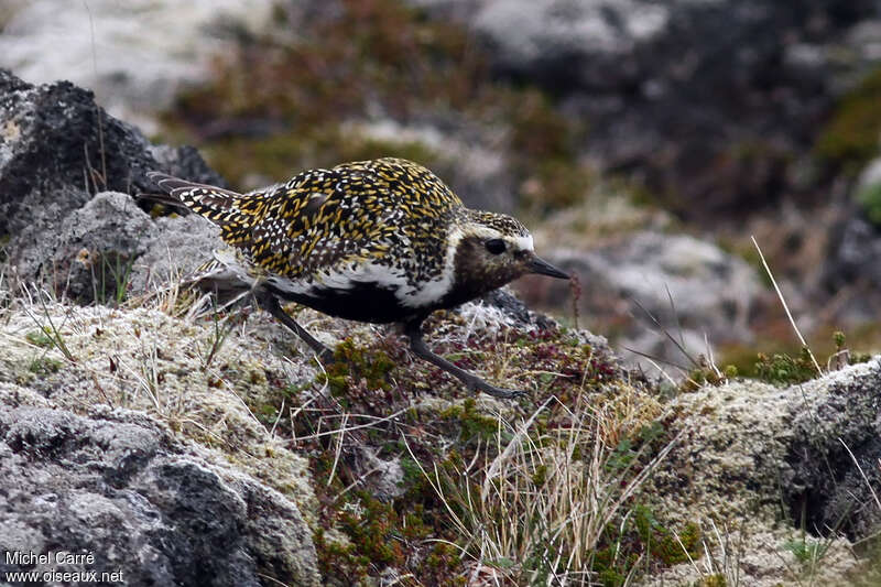 European Golden Plover male adult breeding, habitat, camouflage, pigmentation, Reproduction-nesting, Behaviour