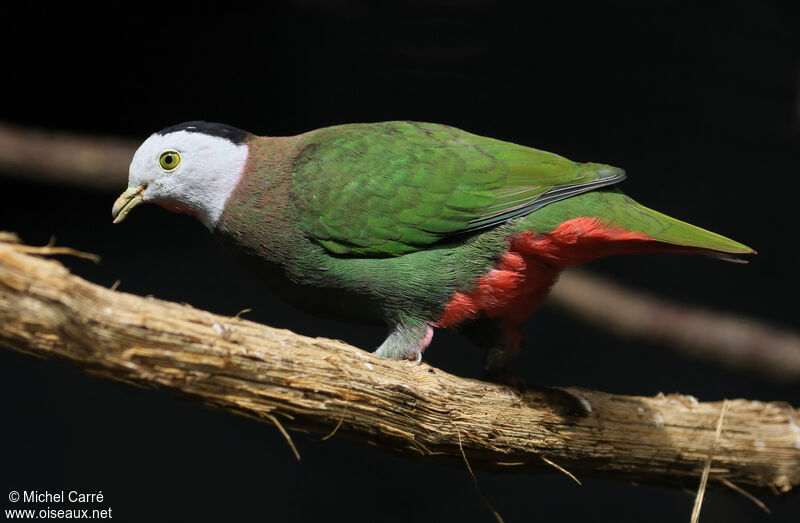 Black-naped Fruit Dove male adult