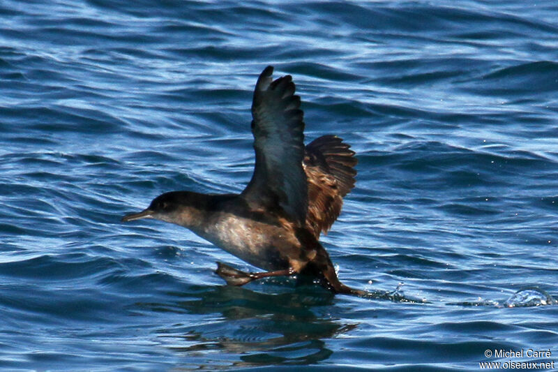 Balearic Shearwater