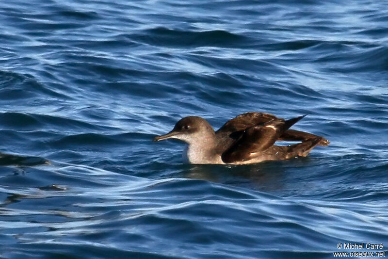 Puffin des Baléares