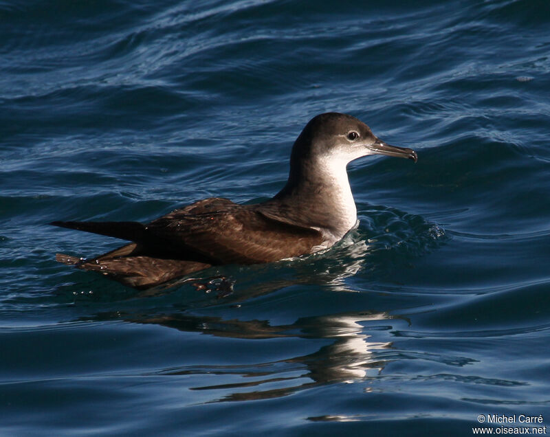 Yelkouan Shearwater, identification