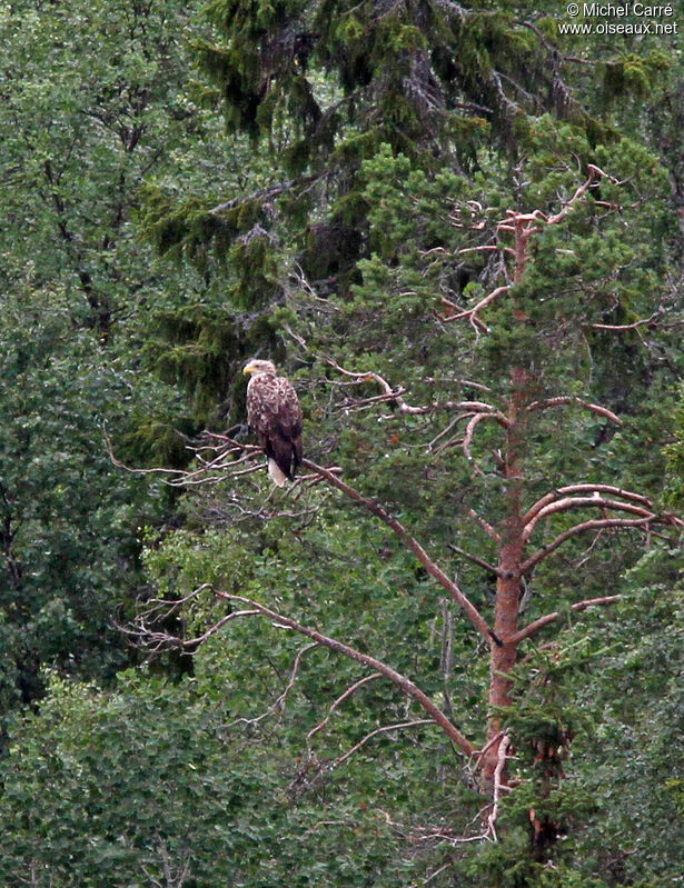 White-tailed Eagleadult