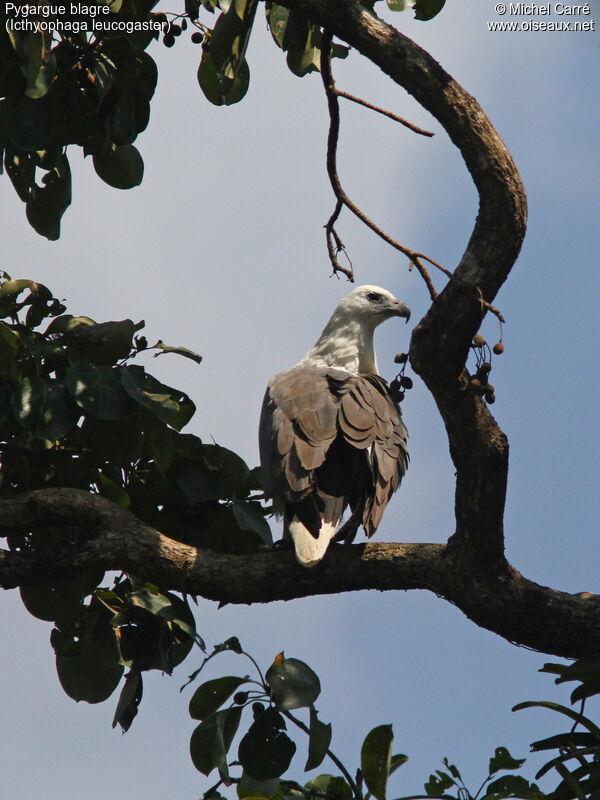 White-bellied Sea Eagleadult