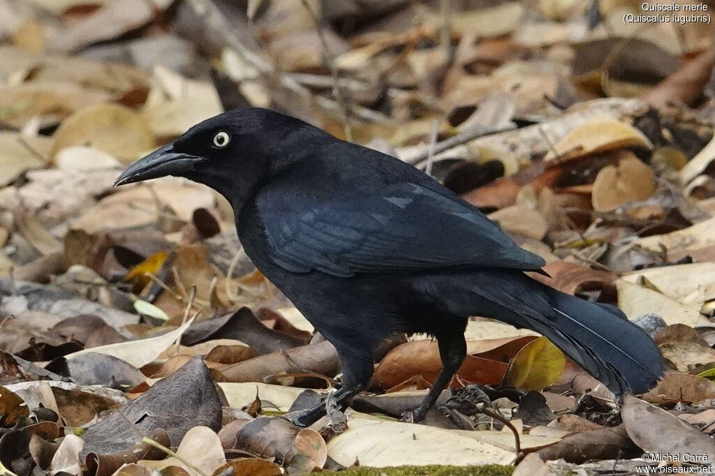 Quiscale merle mâle adulte