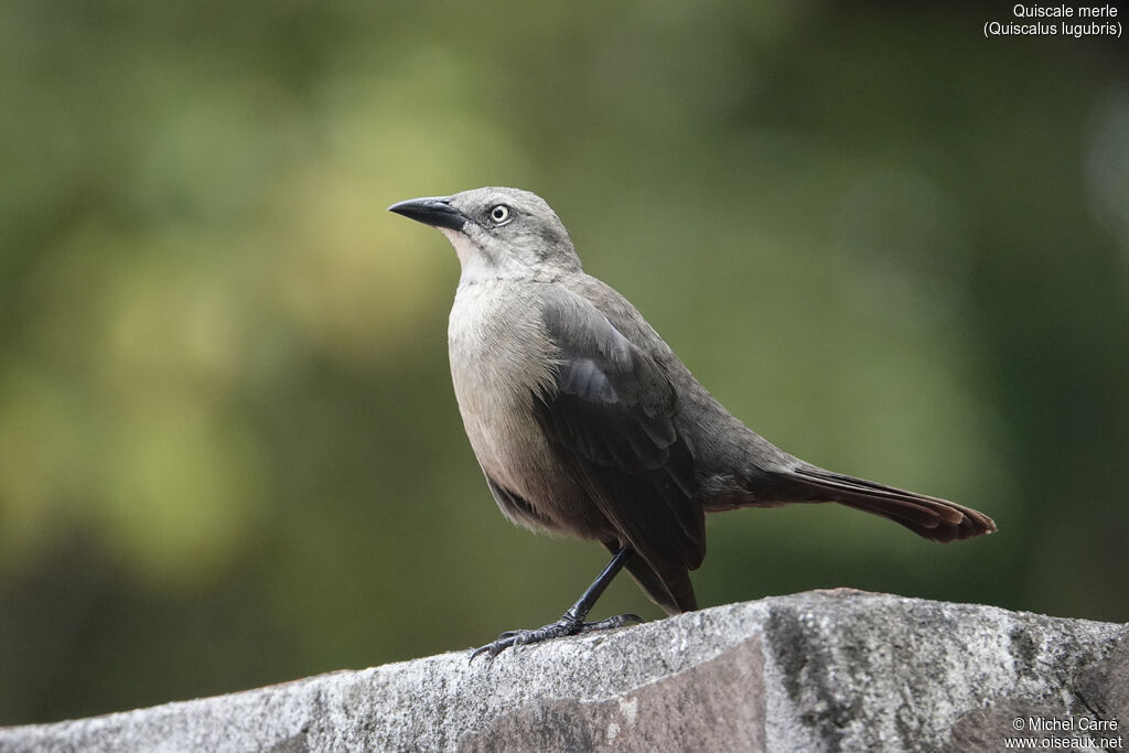 Quiscale merle femelle adulte