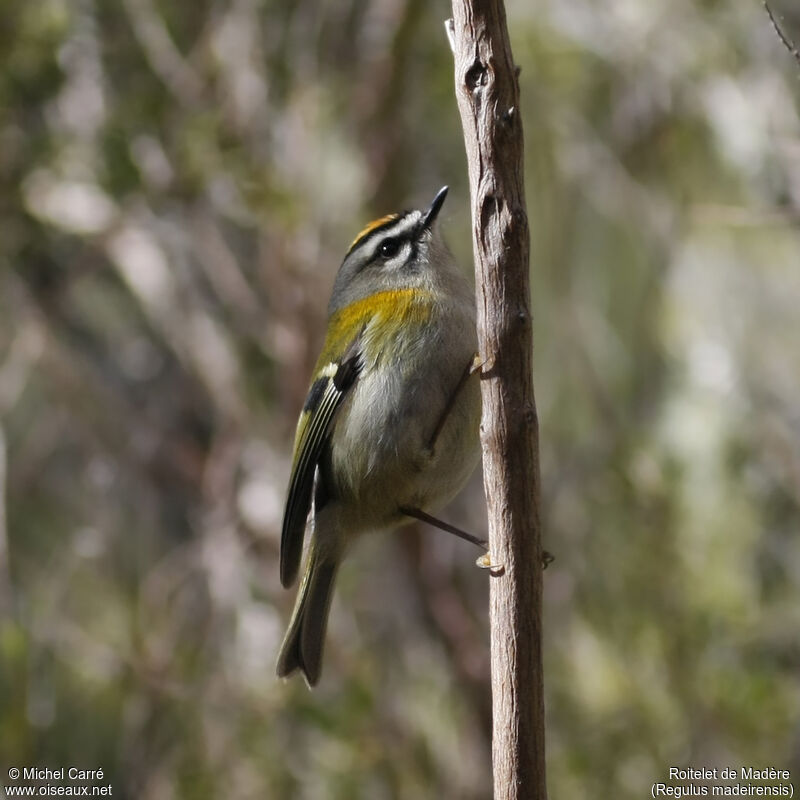 Madeira Firecrest male adult