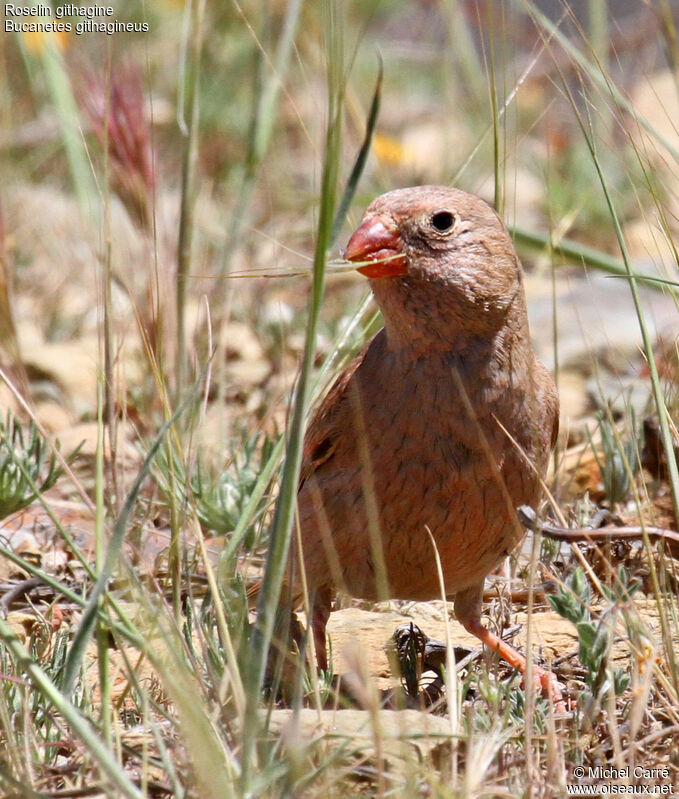 Trumpeter Finch male adult breeding