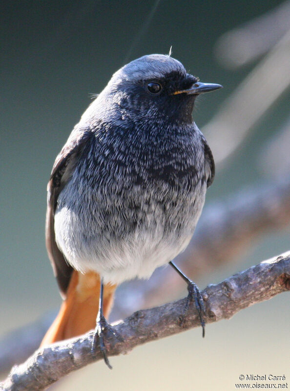 Black Redstart male adult