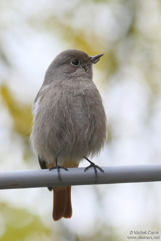 Black Redstart female adult