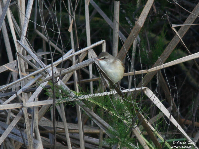 Great Reed Warbler