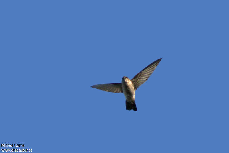 Mascarene Swiftlet, pigmentation, Flight