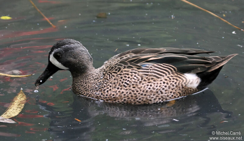 Sarcelle à ailes bleues mâle adulte