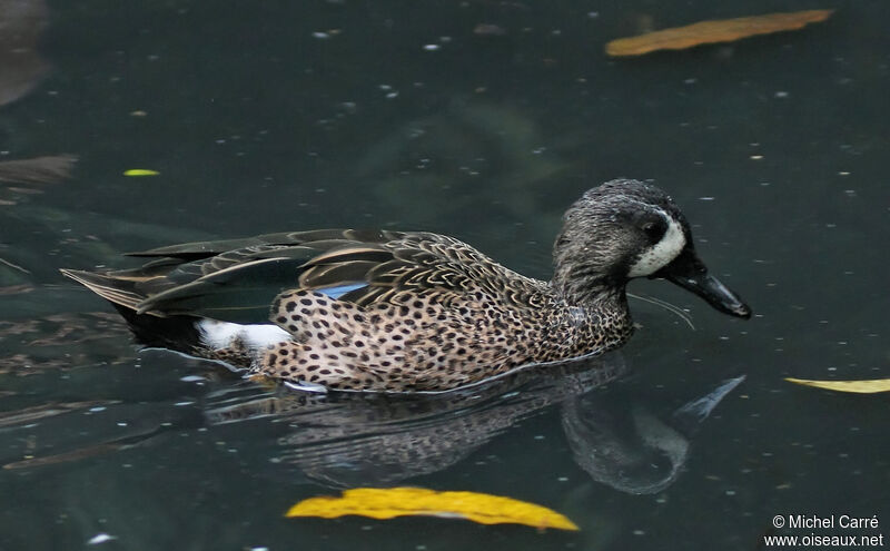 Blue-winged Teal male adult