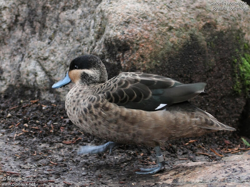 Blue-billed Tealadult