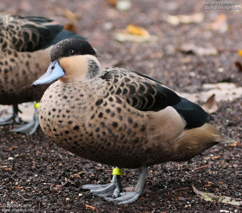 Blue-billed Teal