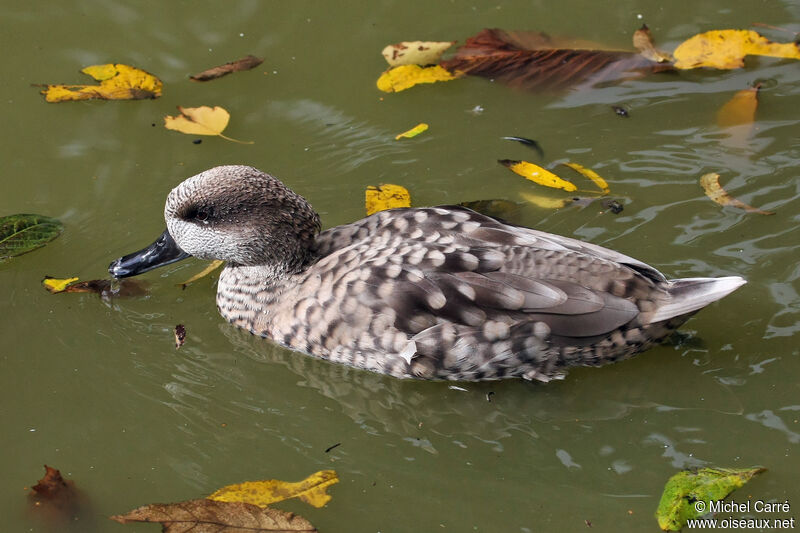 Marbled Duckadult