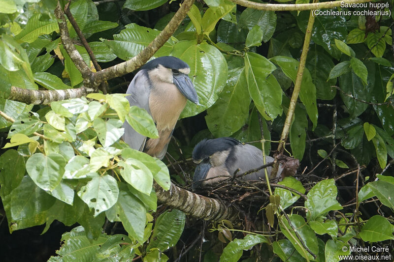 Boat-billed Heronadult, Reproduction-nesting