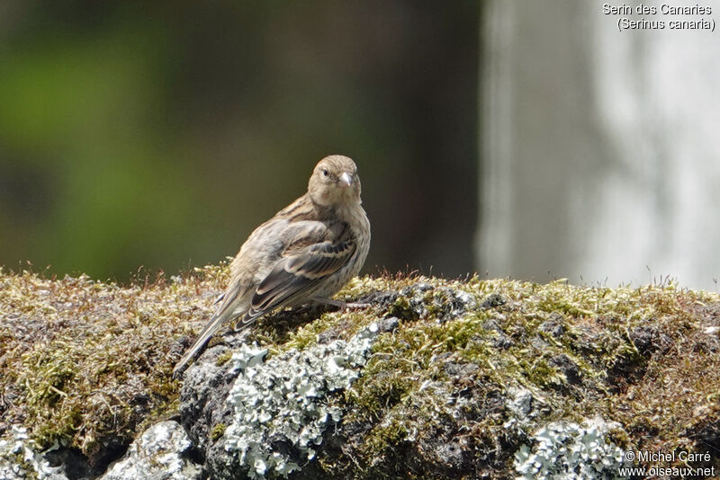 Atlantic Canary female adult