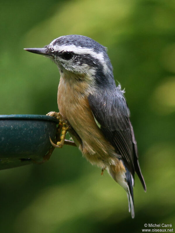 Red-breasted Nuthatchadult