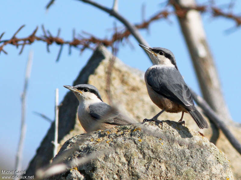 Western Rock Nuthatchjuvenile, identification