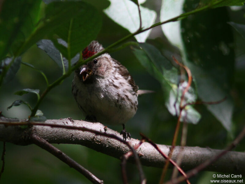 Common Redpoll