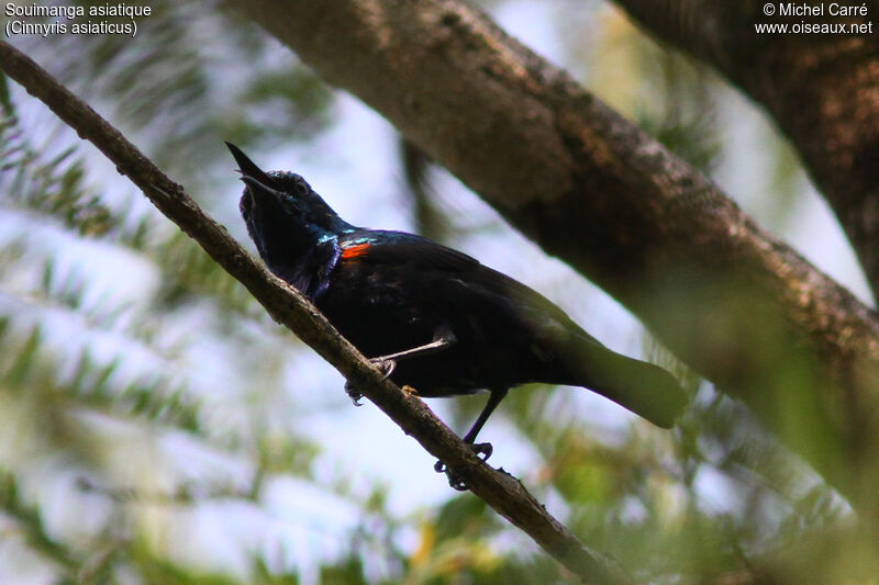 Purple Sunbird male adult breeding