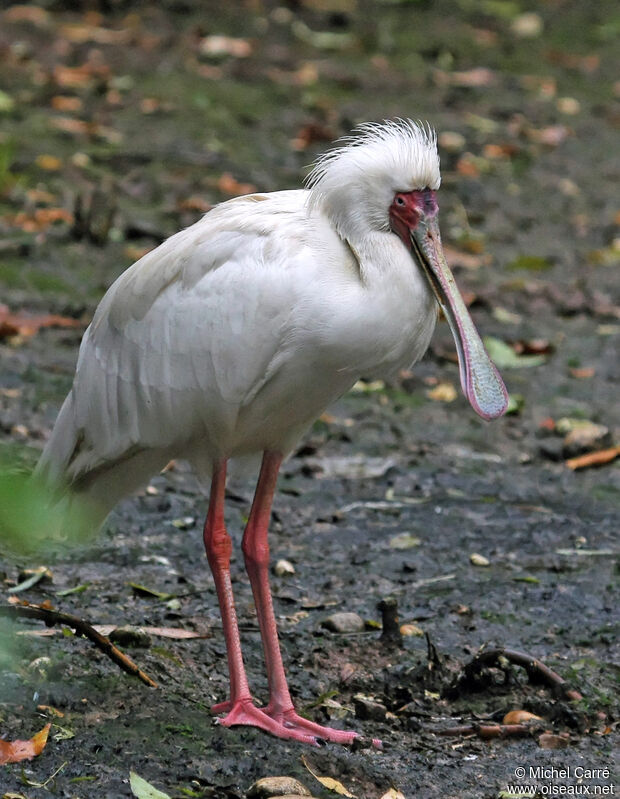 African Spoonbill