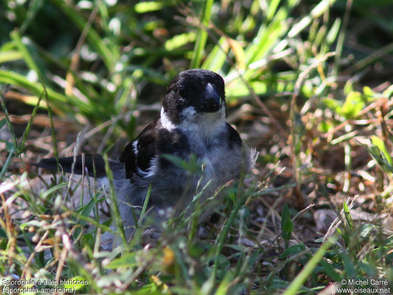 Wing-barred Seedeater male adult