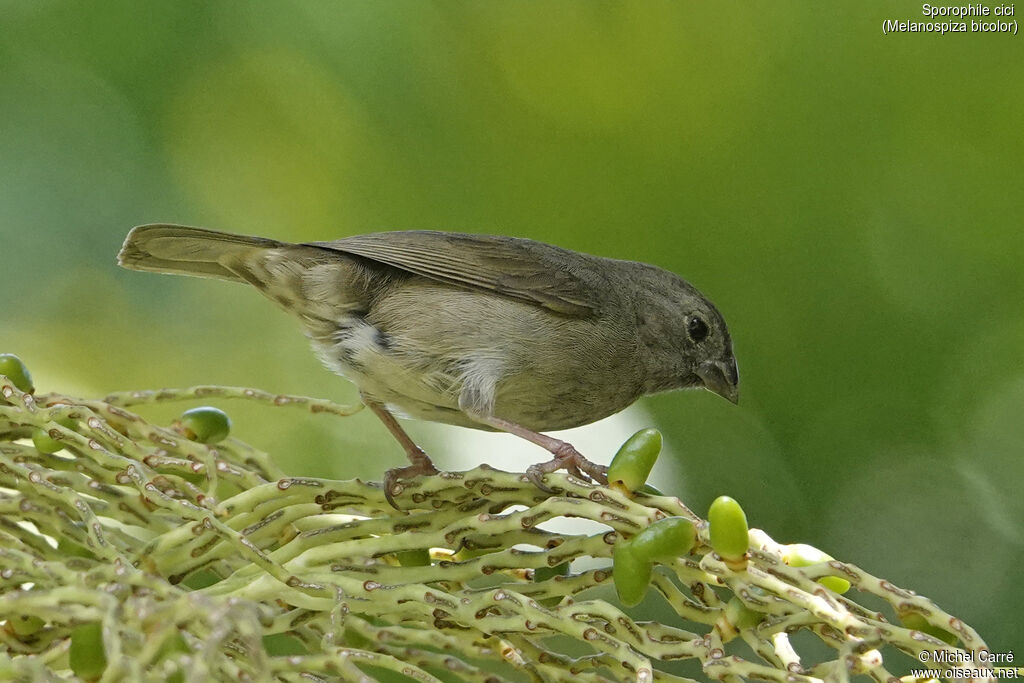 Sporophile cici - Cici verdinère<br /> femelle adulte
