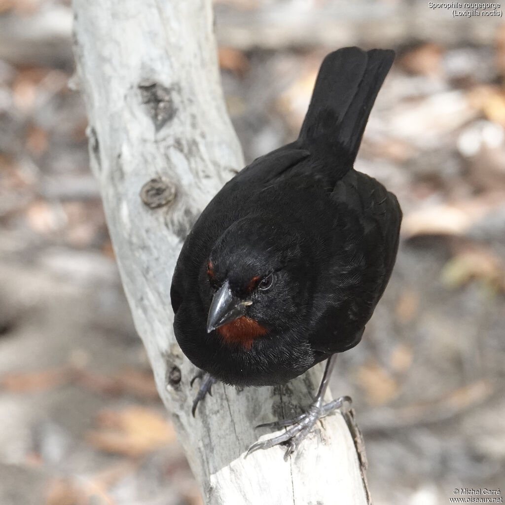 Lesser Antillean Bullfinch