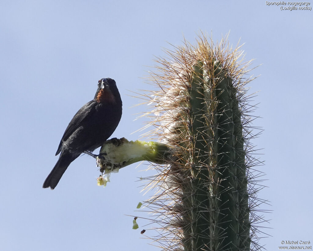Lesser Antillean Bullfinch