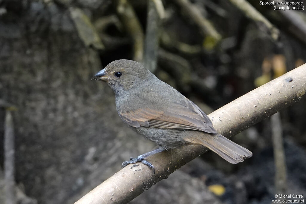 Lesser Antillean Bullfinch
