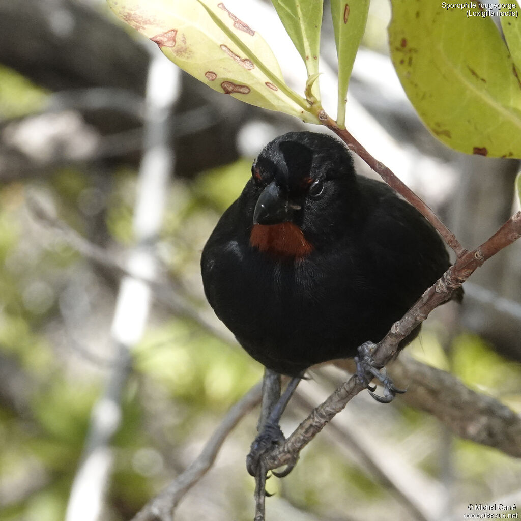 Lesser Antillean Bullfinch
