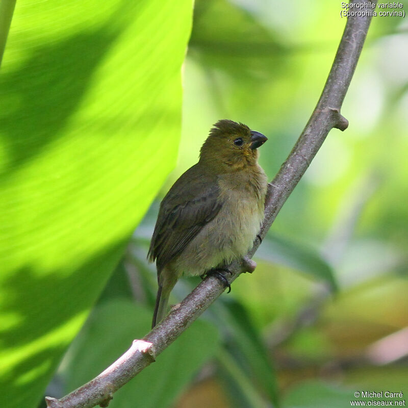 Variable Seedeater female adult