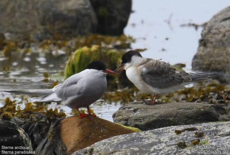 Arctic Tern, identification