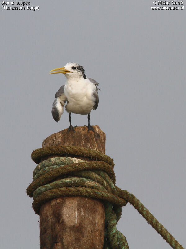 Greater Crested Ternadult post breeding