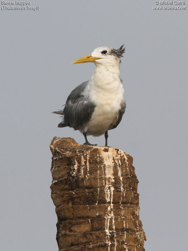 Greater Crested Ternadult post breeding