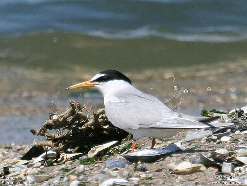 Little Tern