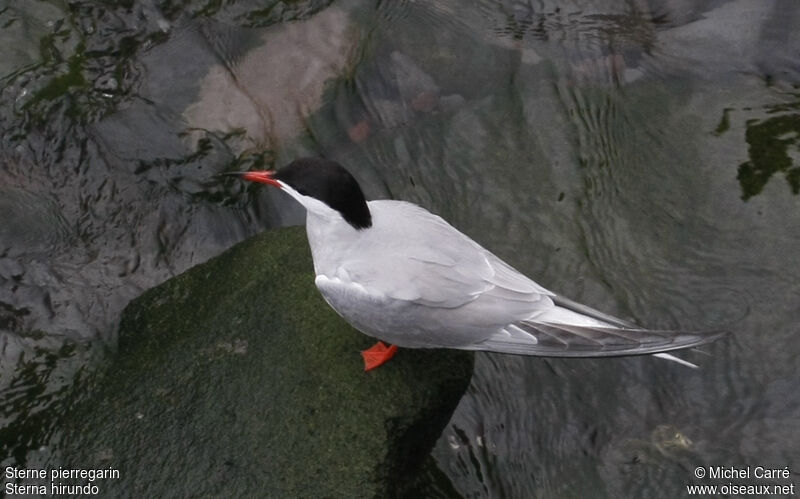 Common Tern