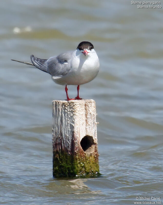 Common Ternadult breeding