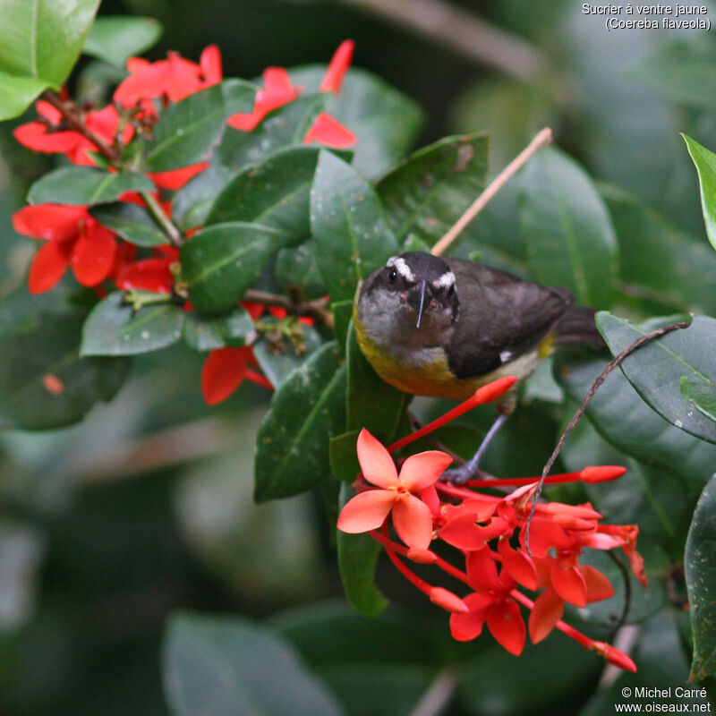 Bananaquitadult