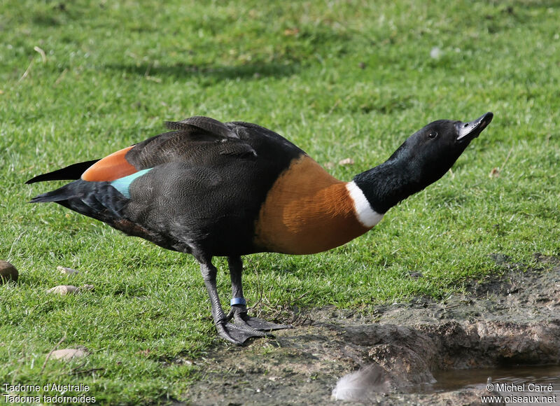 Australian Shelduck male adult