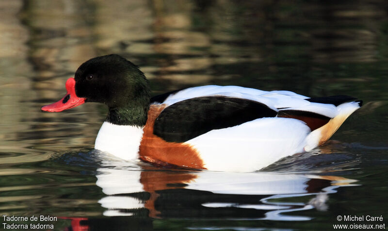 Common Shelduck male adult