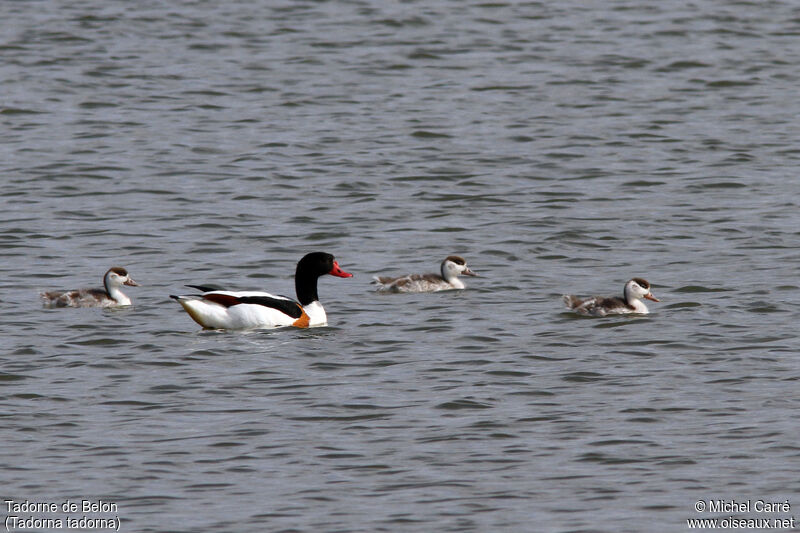 Common Shelduck