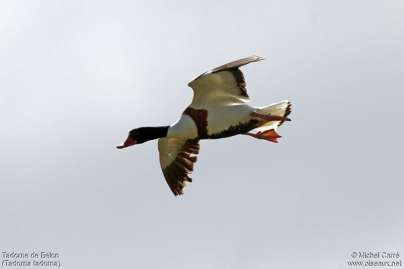 Common Shelduck