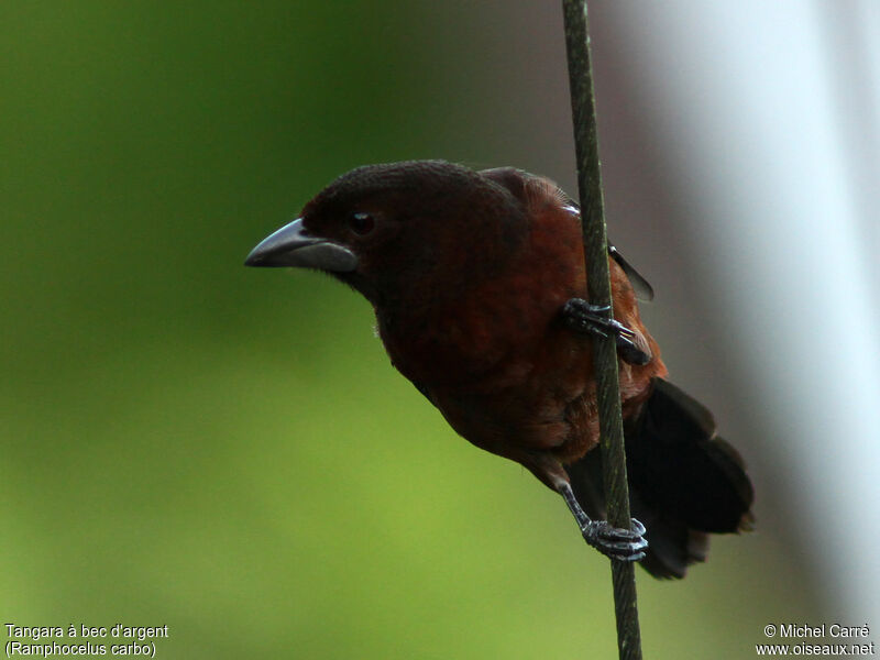 Silver-beaked Tanager female adult