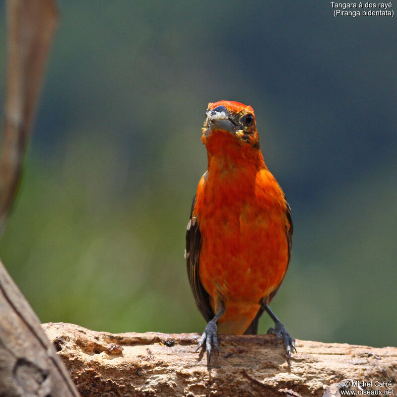 Flame-colored Tanager male adult